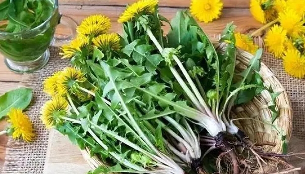 Bạn thấy những thay đổi nào trong cơ thể khi uống bồ công anh mỗi ngày? Chiết xuất bồ công anh có đúng với ung thư không?