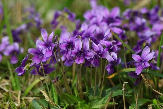 Các chức năng của chiết xuất cỏ ba lá màu tím là gì?